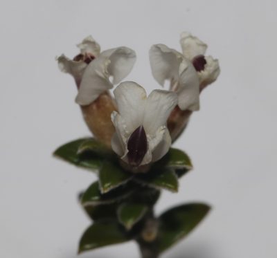 Amphithalea speciosa, photographed by Brian du Preez