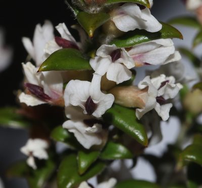 Amphithalea speciosa, photographed by Brian du Preez