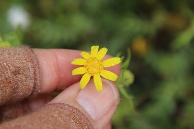 Lasthenia coronaria, photographed by Millie Basden