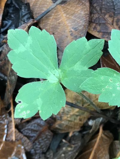 Ranunculus sierrae-orientalis, photographed by Adriana Nelly Correa Sandoval