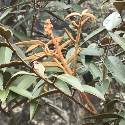 Decatropis bicolor, photographed by Adriana Nelly Correa Sandoval