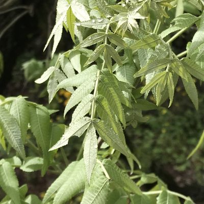 Juglans mollis, photographed by Adriana Nelly Correa Sandoval