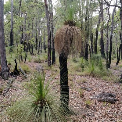 Xanthorrhoea preissii, photographed by Will Cornwell