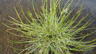 Triglochin scilloides, photographed by jimasmus