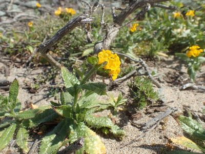 Amsinckia spectabilis, photographed by Scott Yarger