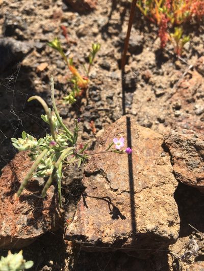 Sibara filifolia, photographed by Vincent Weber