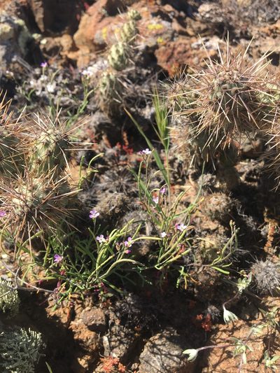 Sibara filifolia, photographed by Vincent Weber