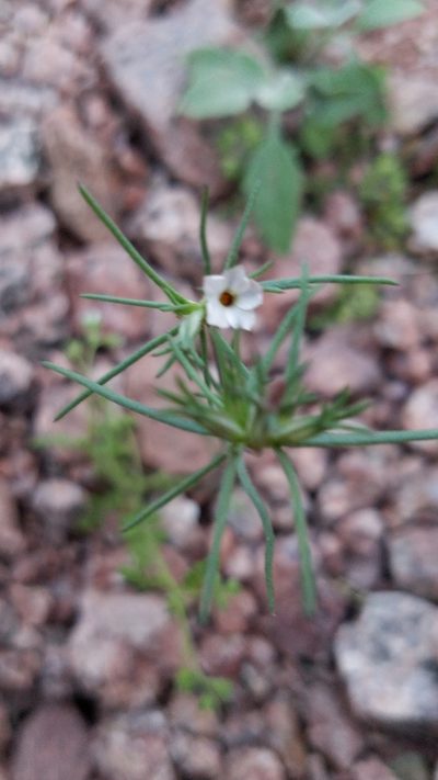 Linanthus bigelovii, photographed by Erin Lalime