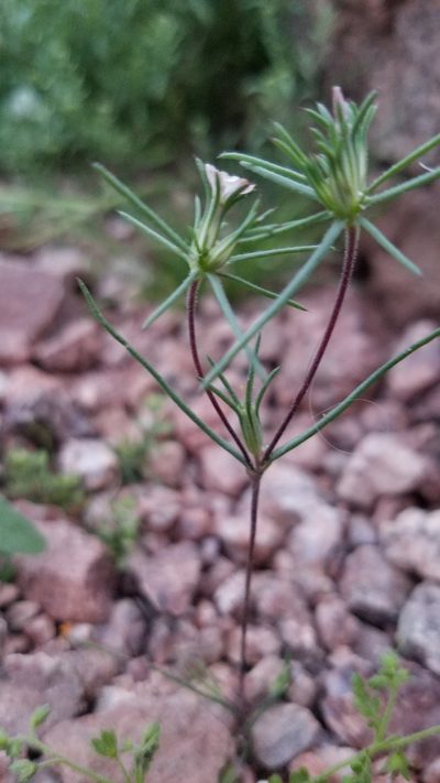 Linanthus bigelovii, photographed by Erin Lalime