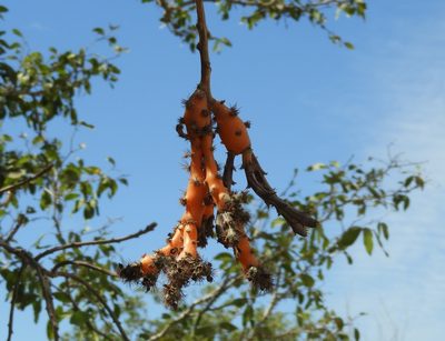 Pereskiopsis porteri, photographed by Francisco Farriols Sarabia