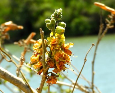 Coulteria platyloba, photographed by Francisco Farriols Sarabia