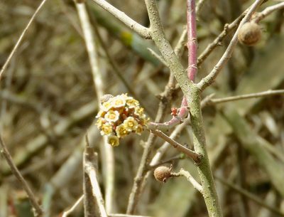 Euphorbia colletioides, photographed by Francisco Farriols Sarabia