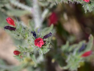 Echium horridum, photographed by Nasser Halaweh
