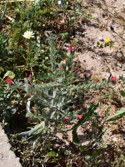 Echium horridum, photographed by Nasser Halaweh