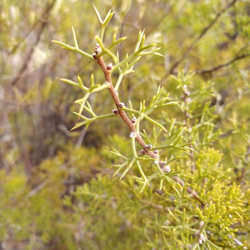 Hakea erinacea, photographed by Will Cornwell