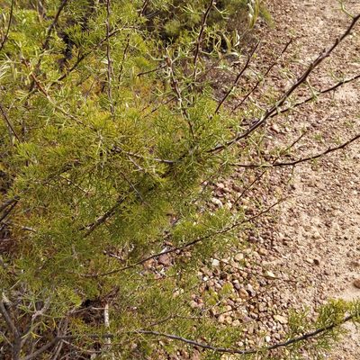 Hakea erinacea, photographed by Will Cornwell