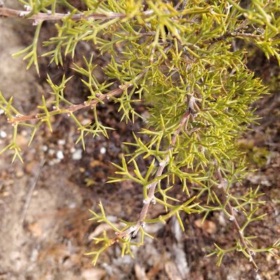 Hakea erinacea, photographed by Will Cornwell