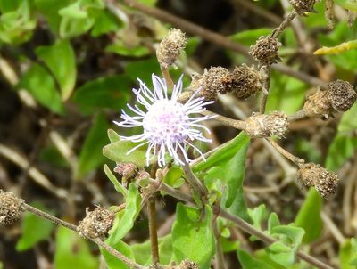 Chromolaena sagittata, photographed by Francisco Farriols Sarabia