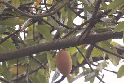 Pouteria sapota, photographed by Juan Cruzado Cortés