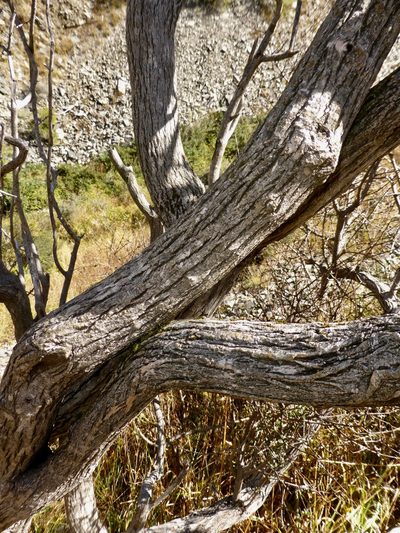 Olearia fimbriata, photographed by Mike Bowie