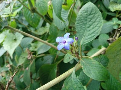 Eranthemum pulchellum, photographed by Harry Ng