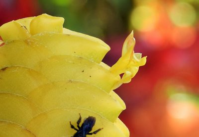 Calathea crotalifera, photographed by amantedarmanin