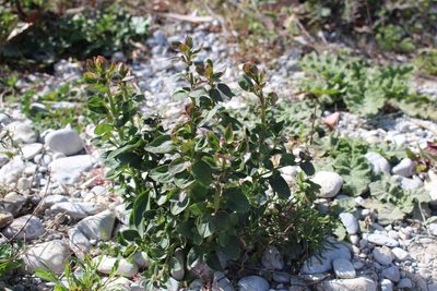 Antirrhinum latifolium, photographed by Fabien Piednoir