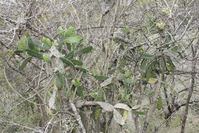 Opuntia dejecta, photographed by Juan Cruzado Cortés