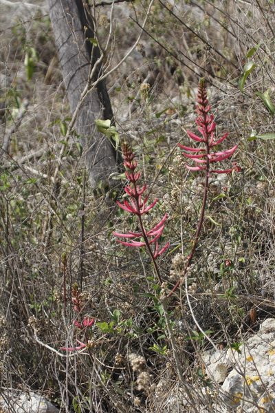 Erythrina nigrorosea, photographed by Juan Cruzado Cortés