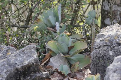 Kalanchoe marmorata, photographed by Juan Cruzado Cortés