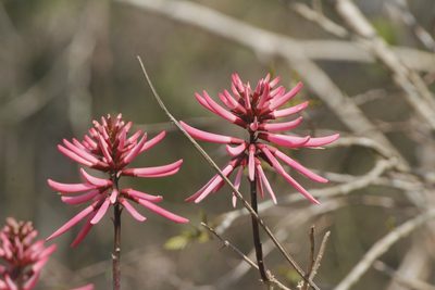 Erythrina nigrorosea, photographed by Juan Cruzado Cortés