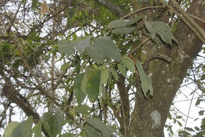 Bauhinia chapulhuacania, photographed by Juan Cruzado Cortés