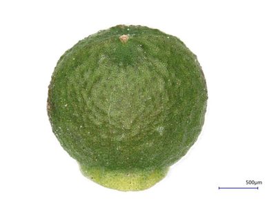 Fumaria densiflora, photographed by Quentin Groom