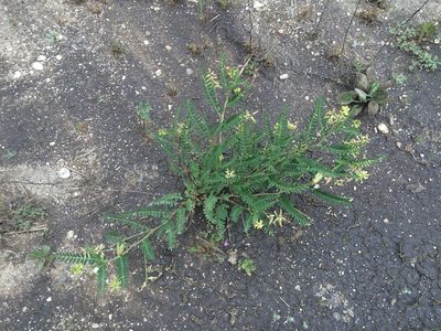 Astragalus pomonensis, photographed by Zack Abbey