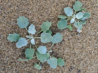 Dithyrea maritima, photographed by Alex Heyman