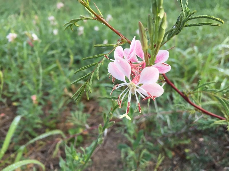 Oenothera hispida, photographed by Reid Hardin