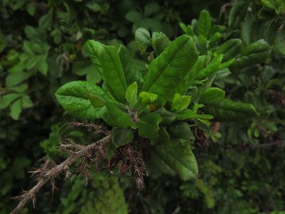Escallonia revoluta, photographed by Nicolás Lavandero