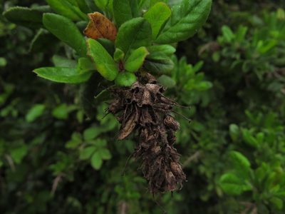 Escallonia revoluta, photographed by Nicolás Lavandero