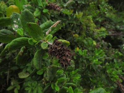 Escallonia revoluta, photographed by Nicolás Lavandero