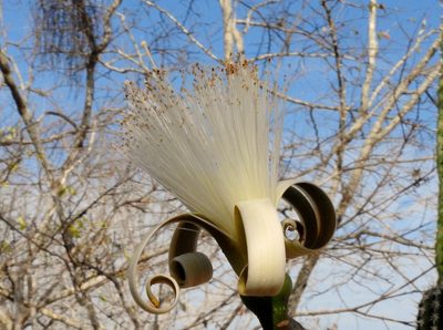 Pseudobombax palmeri, photographed by Francisco Farriols Sarabia