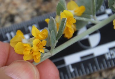 Acmispon argophyllus, photographed by Millie Basden