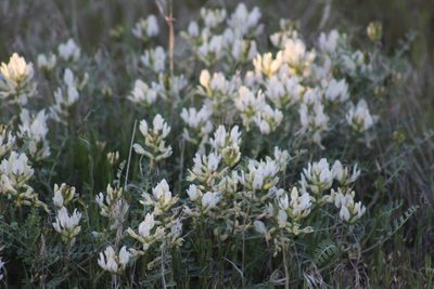 Astragalus speirocarpus, photographed by Gabbie Byers