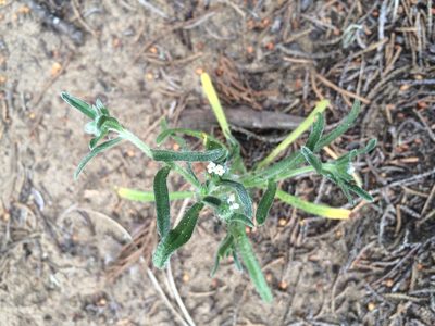 Cryptantha leiocarpa, photographed by Alisa Kim