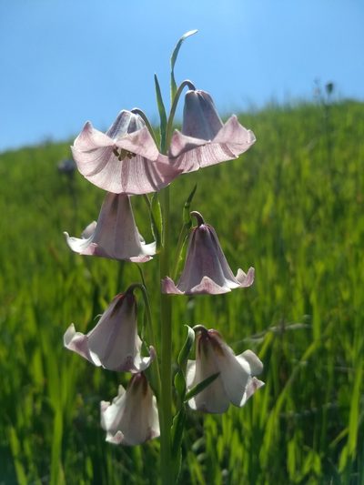 Fritillaria striata, photographed by Jonathan Vaughn