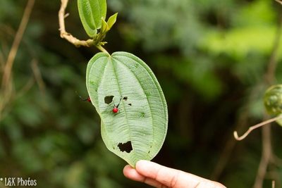 Dichaetanthera cordifolia, photographed by lallen