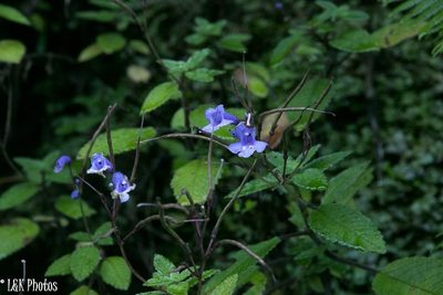 Streptocarpus hilsenbergii, photographed by lallen
