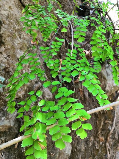 Adiantum amplum, photographed by adel-fridus
