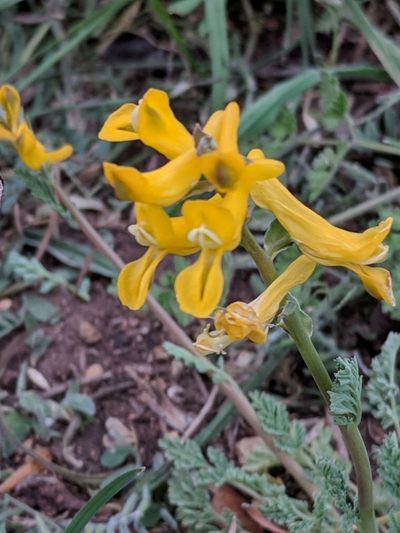 Corydalis curvisiliqua, photographed by Alison Northup