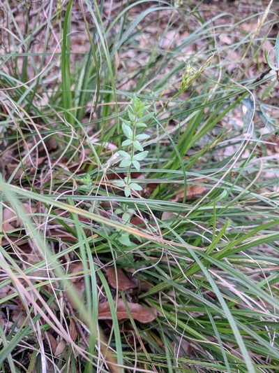 Galium texense, photographed by Alison Northup