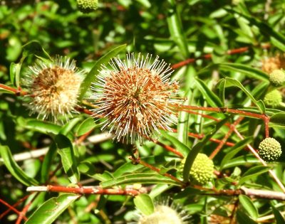 Cephalanthus salicifolius, photographed by Francisco Farriols Sarabia